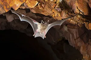 Hills sheathtail bat (Taphozous hilli) flying out of an abandoned mine in late evening, Tennant Creek, Northern Territory, Australia