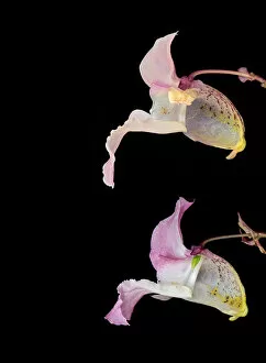 Alien Species Gallery: Himalayan balsam (Impatiens glandulifera), dissection of flowers. Male phase above