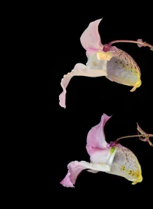 Anthers Gallery: Himalayan balsam (Impatiens glandulifera), dissection of flowers. Male phase above