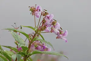 Touch Me Not Prints: Himalayan balsam (Impatiens glandulifera) in flower, Norfolk, England, UK. July
