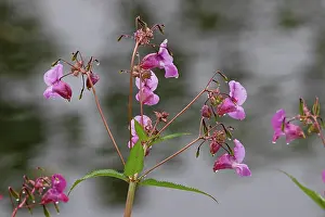 Touch Me Not Prints: Himalayan balsam (Impatiens glandulifera) in flower, Norfolk, England, UK. July