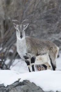 Himalaya Prints: Himalayan Blue sheep (Pseudois nayaur) Hemas National Park, Ladakh, India