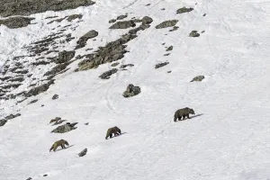 Himalaya Prints: Himalayan brown bear (Ursus arctos isabellinus) female with two young cubs climbing up snowy slope