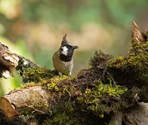 Uttarakhand Prints: Himalayan bulbul (Pycnonotus leucogenys) perched on mossy branch feeding