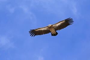 Himalayan Griffon (Gyps himalayensis) in flight in Spiti valley, Cold Desert Biosphere Reserve