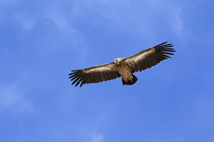 Images Dated 9th February 2018: Himalayan Griffon (Gyps himalayensis) in flight in Spiti valley, Cold Desert Biosphere Reserve