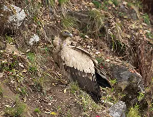 Accipitriformes Prints: Himalayan griffon (Gyps himalayensis) perched among rocks