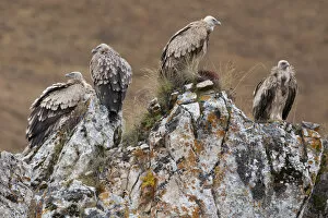 2021 February Highlights Gallery: Himalayan griffon vulture (Gyps himalayensis) Angsai Nature Reserve (Valley of the Cats)