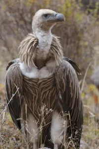 Himalayan griffon vulture (Gyps himalayensis) Angsai Nature Reserve (Valley of the Cats)