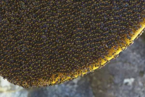 Apis Prints: Himalayan honey bees (Apis dorsata laboriosa) on comb, Mount Namjagbarwa, Yarlung