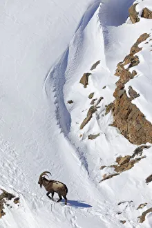 Images Dated 14th February 2017: Himalayan ibex (Capra sibirica) male on snow, Spiti valley, Cold Desert Biosphere Reserve
