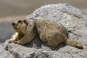 Animal Hair Gallery: Himalayan marmot (Marmota himalayana) sun bathing on rock, Mount Kailash, Tibet
