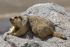 Marmota Prints: Himalayan marmot (Marmota himalayana) sun bathing on rock, Mount Kailash, Tibet
