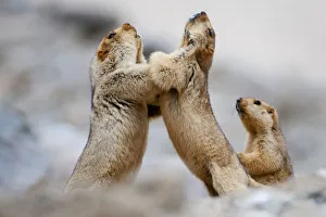 Himalayan Marmots (Marmota himalayana) play-fighting, Ladakh, India