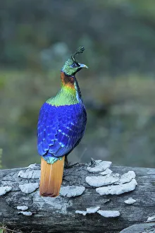 Himalayan monal (Lophophorus impejanus) male perched on branch, Uttarakhand, India