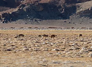 Wolf Prints: Himalayan wolves (Canis lupus chanco) pack in desert landscape