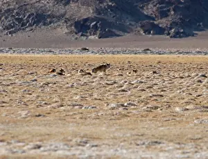 Wolf Prints: Himalayan wolves (Canis lupus chanco) pack resting in desert landscape