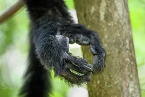 Feet Prints: Hind foot of Perrier's black sifaka (Propithecus perrieri) male