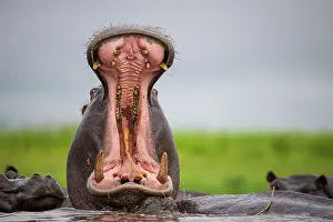 Bulls Prints: Hippo (Hippopotamus amphibius) bull lifting head above water and yawning
