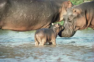 Images Dated 7th March 2006: Hippopotamus and calf {Hippopotamus amphibius} Virunga NP, Congo