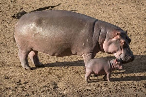 Images Dated 22nd February 2018: Hippopotamus (Hippopotamus amphibius), female with calf on land, Masai-Mara Game Reserve