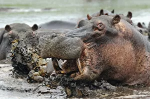 Anger Gallery: Hippopotamus (Hippopotamus amphibius) bull emerging from water to charge, iSimangaliso Wetland Park