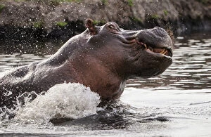Hippopotamus (Hippopotamus Amphibius) territorial aggressive behavior, Chobe National Park