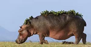 Images Dated 21st January 2020: Hippopotamus (Hippopotamus Amphibius) with back covered in water hyacinth on back after