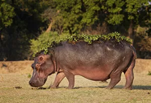 Even Toed Ungulates Gallery: Hippopotamus (Hippopotamus amphibius) with water hyacinth still on back after leaving