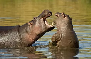 Hippopotamus (Hippopotamus amphibius) adult and young fighting, Masai Mara Nature Reserve