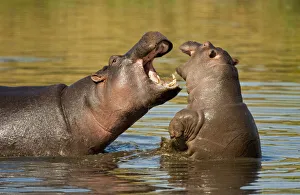 Hippopotamus (Hippopotamus amphibius) adult and young fighting, Masai Mara Nature Reserve Hippopotamus (Hippopotamus amphibius) adult and young fighting, Masai Mara Nature Reserve