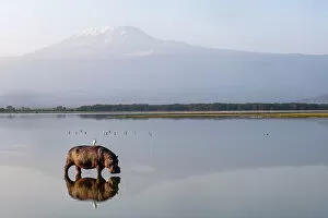 Hippopotamus (Hippopotamus amphibius) in shalow water  with Cattle egret (Bubulcus ibis) in front of Mount Kilimanjaro