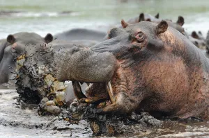 Catalogue8 Prints: Hippopotamus (Hippopotamus amphibius) bull emerging from water to charge
