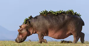 Hippopotamus (Hippopotamus Amphibius) with back covered in water hyacinth on back after