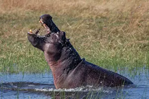 Hippopotamus (Hippopotamus amphibius) displaying aggression in river, Okavango Delta, Botswana
