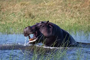 Hippopotomus Prints: Hippopotamus (Hippopotamus amphibius) displaying aggression in river