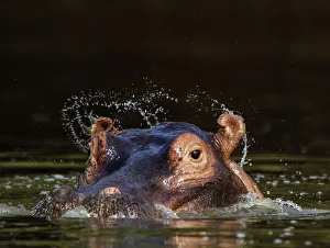 Part Of Prints: Hippopotamus (Hippopotamus amphibius) ears flicking water when opening after surfacing