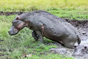 Hippopotomus Prints: Hippopotamus (Hippopotamus amphibius) emerging from mud pool, Uganda