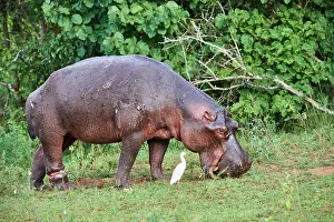 Grazing Prints: Hippopotamus (Hippopotamus amphibius) grazing with a serious injury to a hind leg caused by a poachers snare