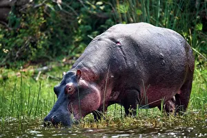 Hippopotamus (Hippopotamus amphibius) grazing in the swamp, Akagera National Park, Rwanda