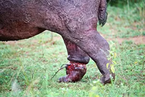 Hippopotomus Prints: Hippopotamus (Hippopotamus amphibius) with a serious injury to a hind leg caused by a poachers snare