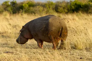 Hippopotomus Prints: Hippopotamus (Hippopotamus amphibius) male marking territory with faeces