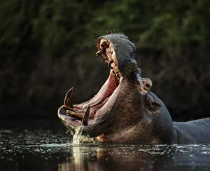 Open Mouth Prints: Hippopotamus (Hippopotamus amphibius) in pool with mouth open