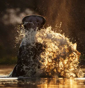 Hippopotamus (Hippopotamus amphibius) splashing in pool in evening light. Mana Pools National Park