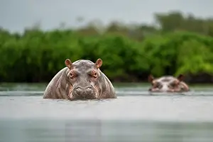 Artiodactyla Prints: Two Hippopotamus (Hippopotamus amphibius) submerged in river