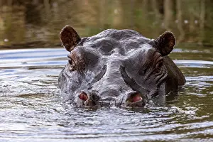 Submerging Prints: Hippopotamus (Hippopotamus amphibius) submerged in water, Masai-Mara game reserve, Kenya