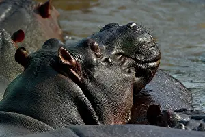 Uganda Prints: Hippopotamus (Hippopotamus amphibius) wallowing in river, Uganda