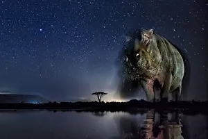 Hippopotamus (Hippopotamus amphibius) at waterhole at night, Mkuze, South Africa