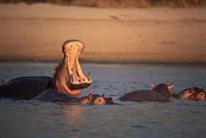Hippopotamus yawning, mouth open (Hippopotamus amphibius) Luangwa River, Zambia