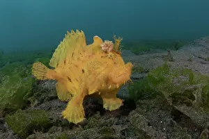 Frogfish Prints: Hispid frogfish / Shaggy frogfish (Antennarius hispidus) portrait, Bali, Pacific Ocean